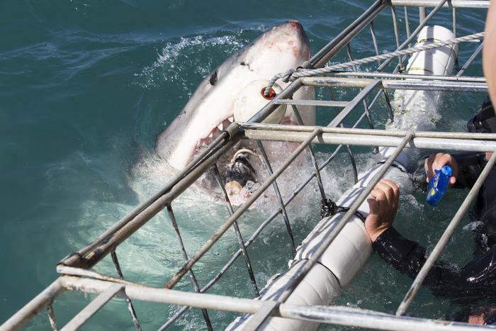 В Египте акула съела российского туриста: эксперт рассказал, как можно спастись от хищницы
