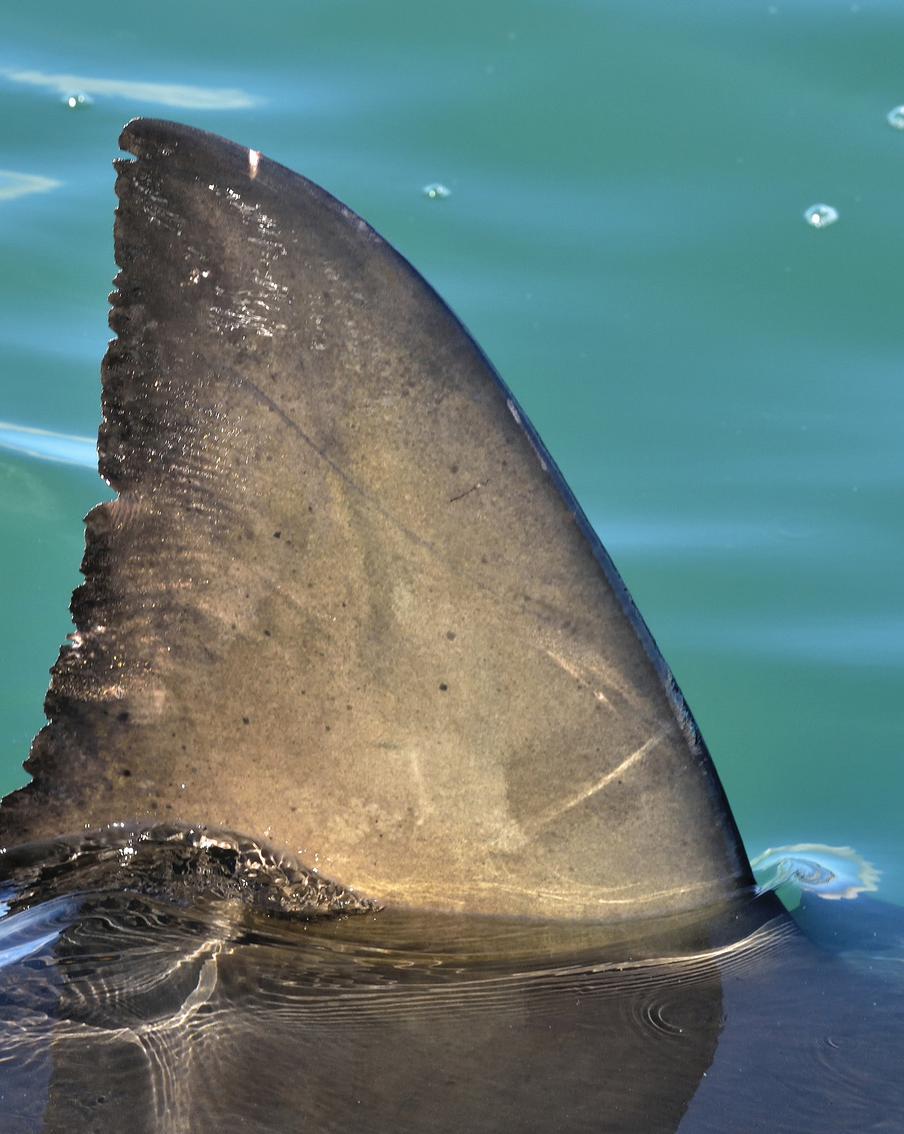 Из акулы, убившей россиянина, сделают мумию