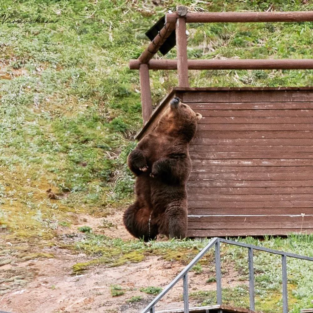 Медведи тоже способны на романтические отношения