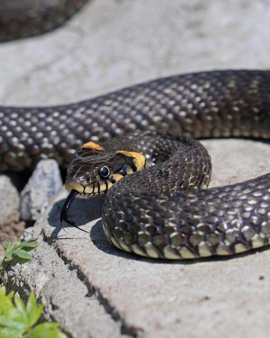 Москвичи всё чаще делятся в социальных сетях фотографиями змей, которых они встретили в пределах города