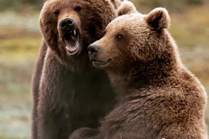 Семейные фото бывают и такими. На Камчатке в разгаре медвежьи свадьбы