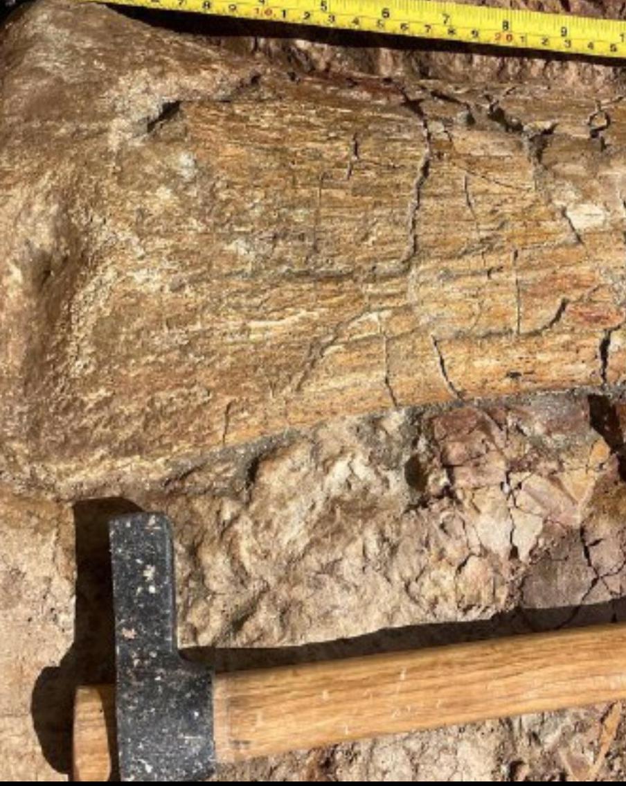 Учёные обнаружили в Кузбассе новые останки динозавров