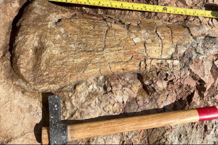 Учёные обнаружили в Кузбассе новые останки динозавров