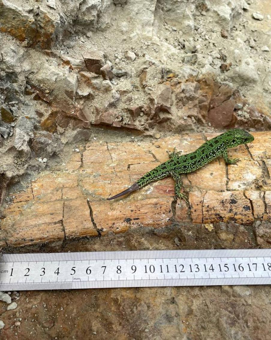 "Это без преувеличения сенсация": В Кузбассе раскопали уникальные кости