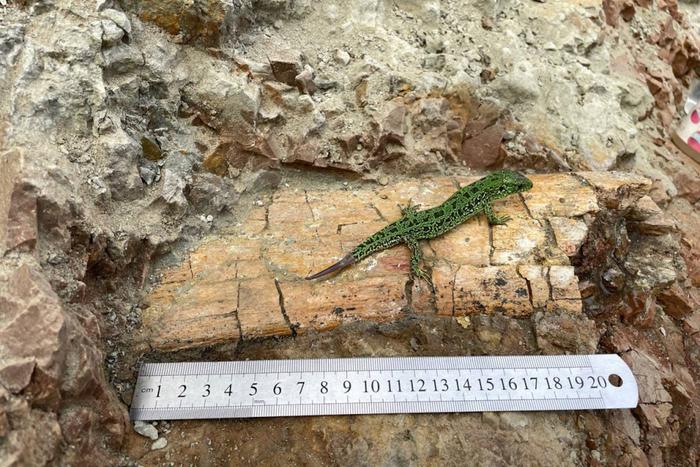 "Это без преувеличения сенсация": В Кузбассе раскопали уникальные кости