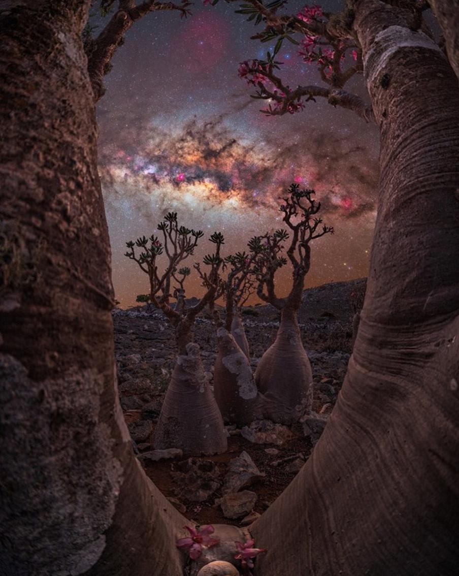 "Портал бутылочного дерева"Фотография – победитель конкурса была сделана во время ночной фотоэкспедиции на остров Сокотра в Йеменской Республике. "Ночи на мистическом острове Сокотра незабываемы, особенно в объятиях самых инопланетных и красивых деревьев, которые я когда-либо видел", – говорит автор фото Бенджамин Баракат.
