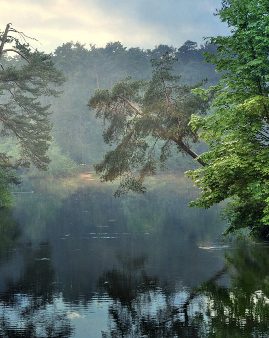 Дикая природа в черте Москвы: экотропы, где можно встретить пятнистого оленя