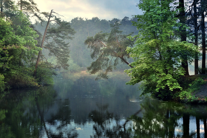 Дикая природа в черте Москвы: экотропы, где можно встретить пятнистого оленя