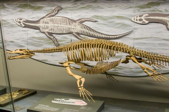 Палеонтологи обнаружили доисторического морского ящера, которому хищник откусил шею