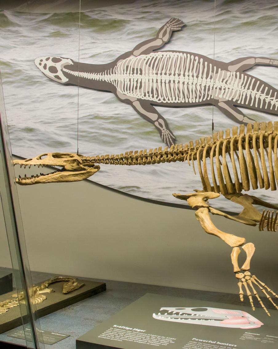 Палеонтологи обнаружили доисторического морского ящера, которому хищник откусил шею