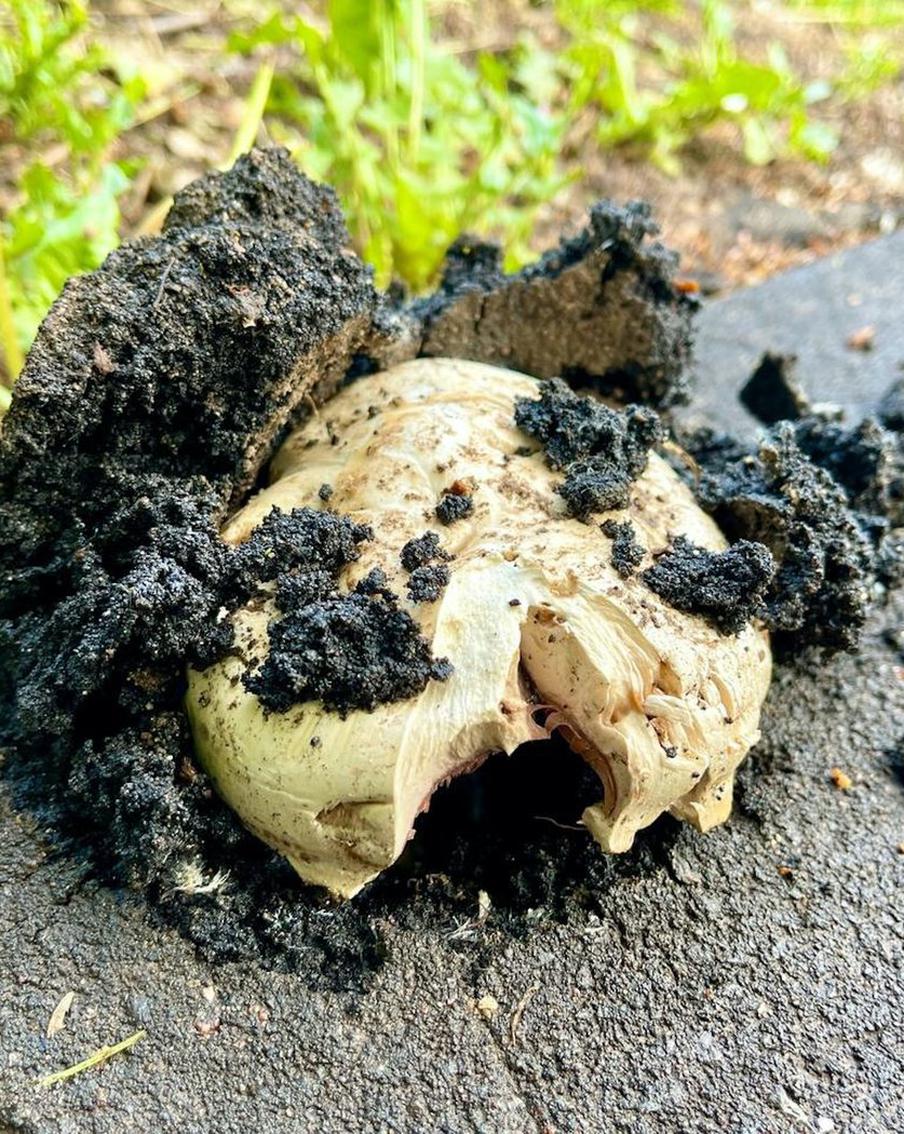 "Грибы-богатыри" сражаются с асфальтом