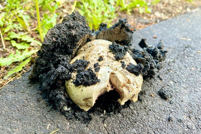 "Грибы-богатыри" сражаются с асфальтом