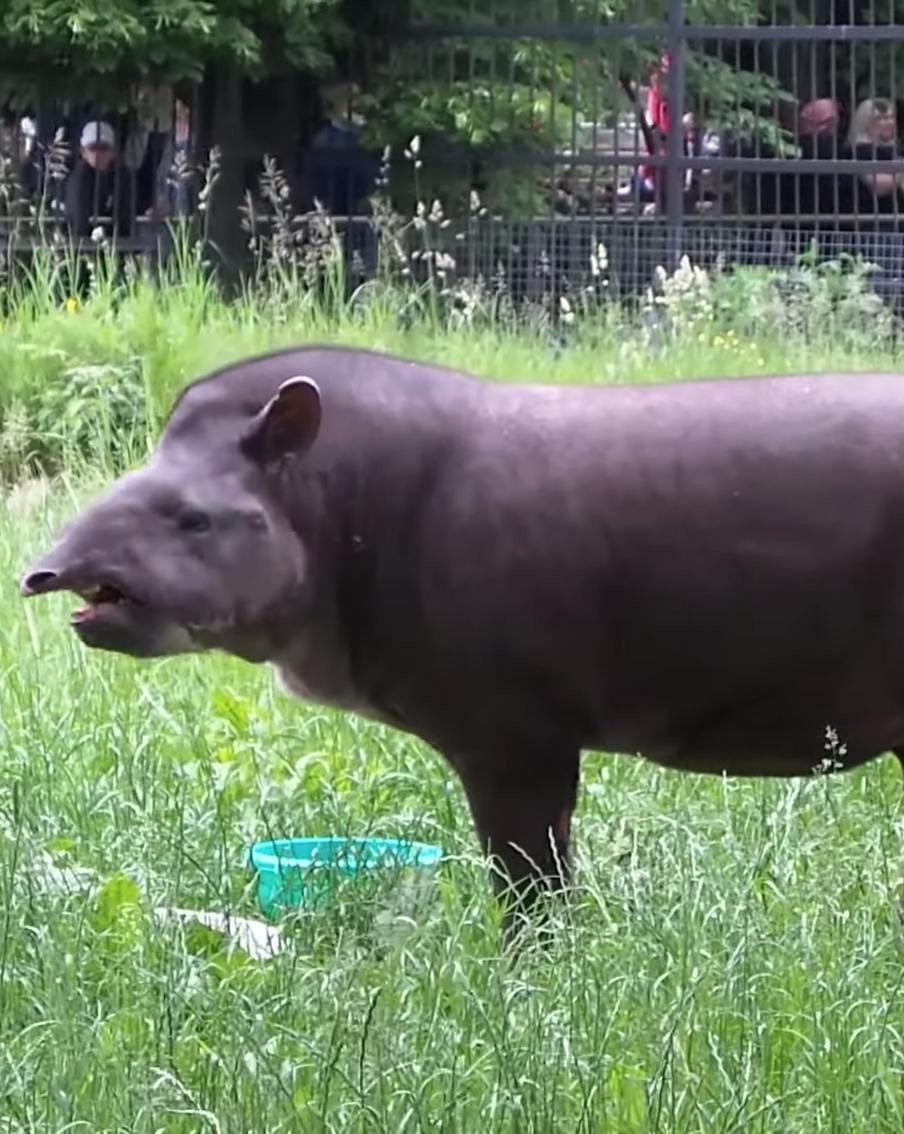 Тапир Сью из Московского зоопарка вышла в летний вольер