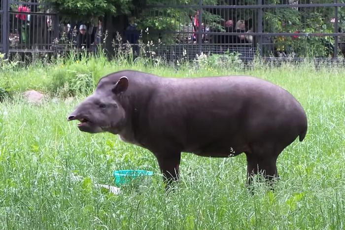Тапир Сью из Московского зоопарка вышла в летний вольер