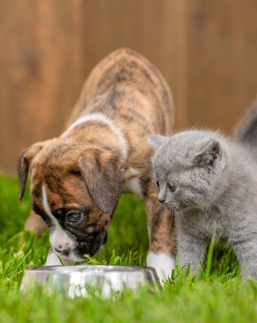 Обезвоживание питомца: чем оно чревато и как избежать