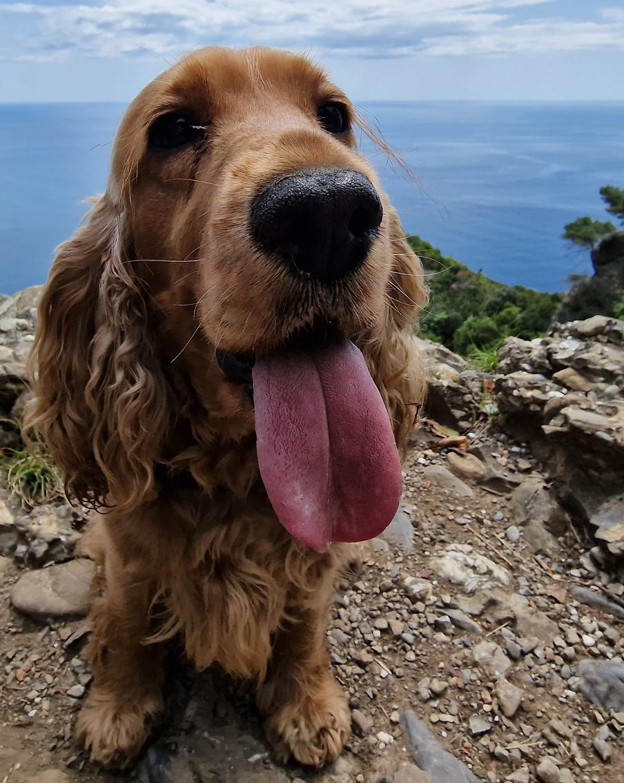 Кинолог рассказал, как обезопасить пребывание собаки на море: за хвостатым другом нужно внимательно следить и не допускать перегрева