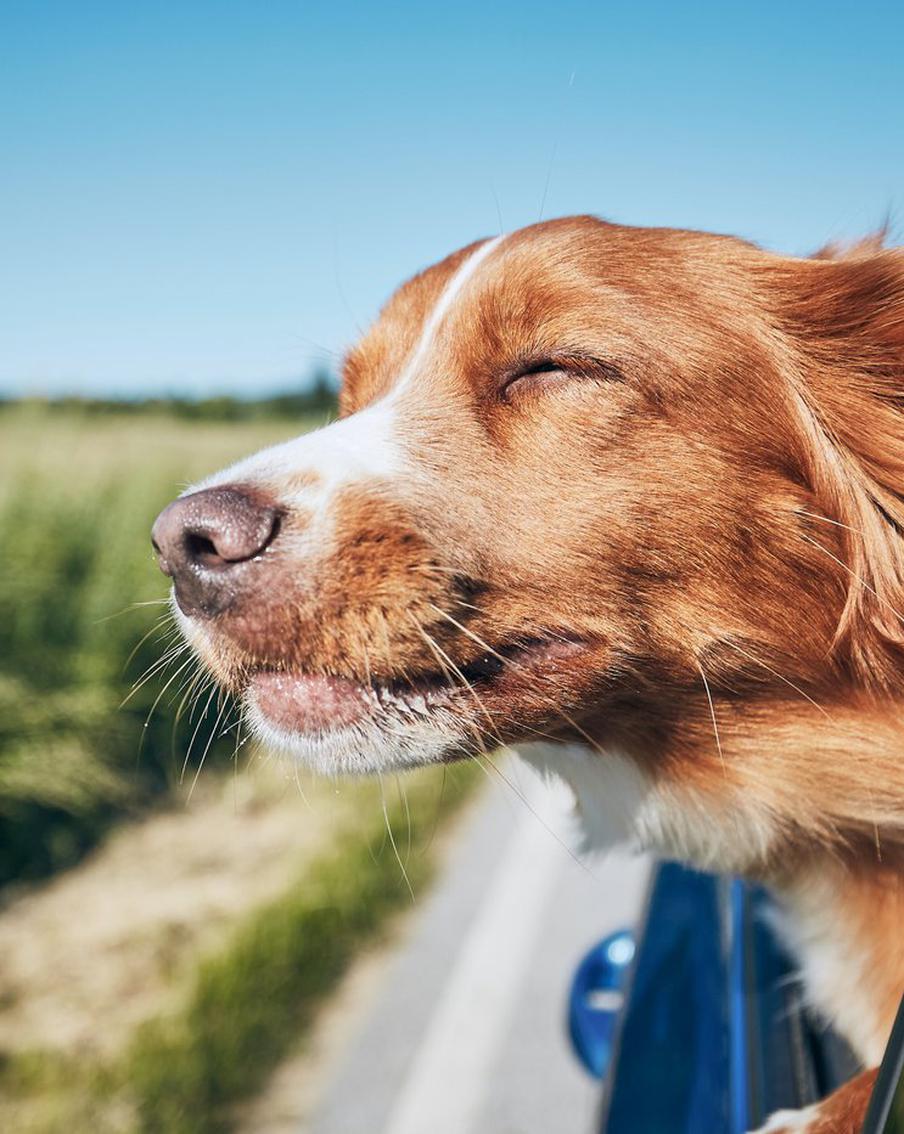 Путешествуем вместе с питомцем: как приучить собаку к поездкам на машине