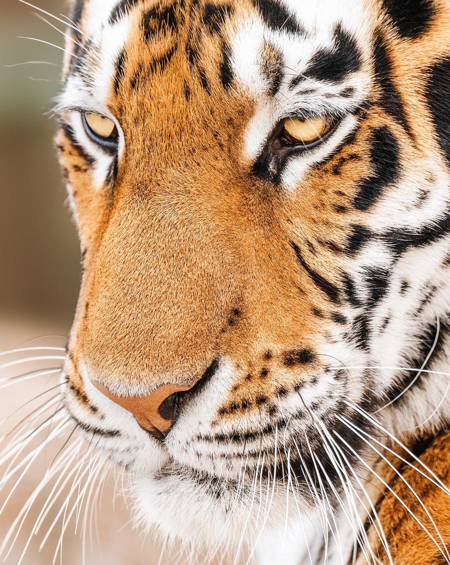 На территории Хинганского заповедника поселился новый тигр