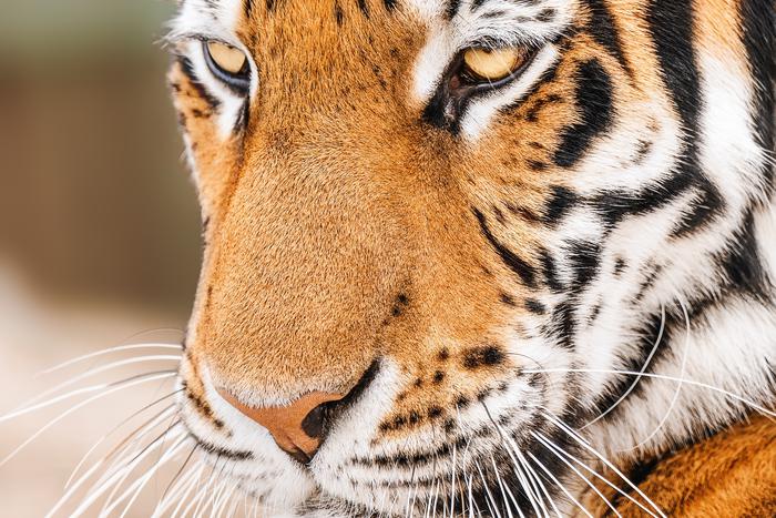 На территории Хинганского заповедника поселился новый тигр