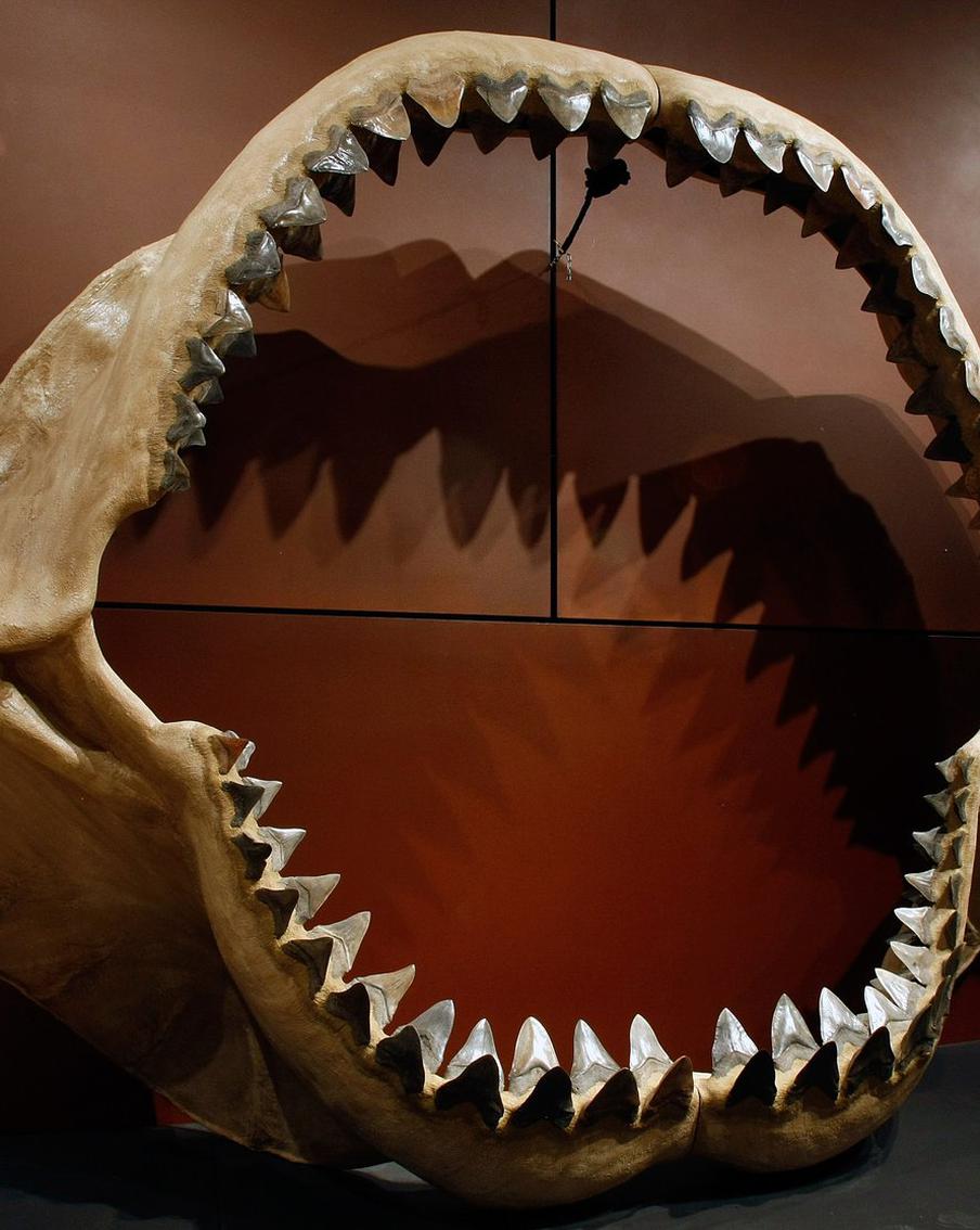 Учёные выяснили, что древний мегалодон был теплокровной рыбой