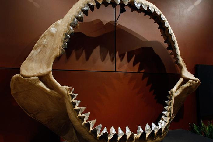 Учёные выяснили, что древний мегалодон был теплокровной рыбой