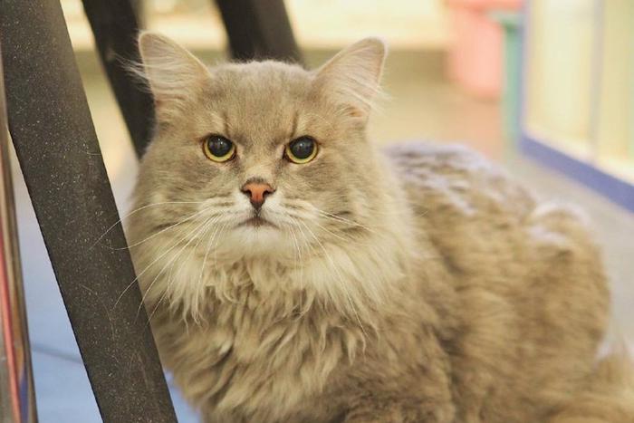 Московские бездомные кошки тоже переезжают по программе реновации. Только переселяют их в приют