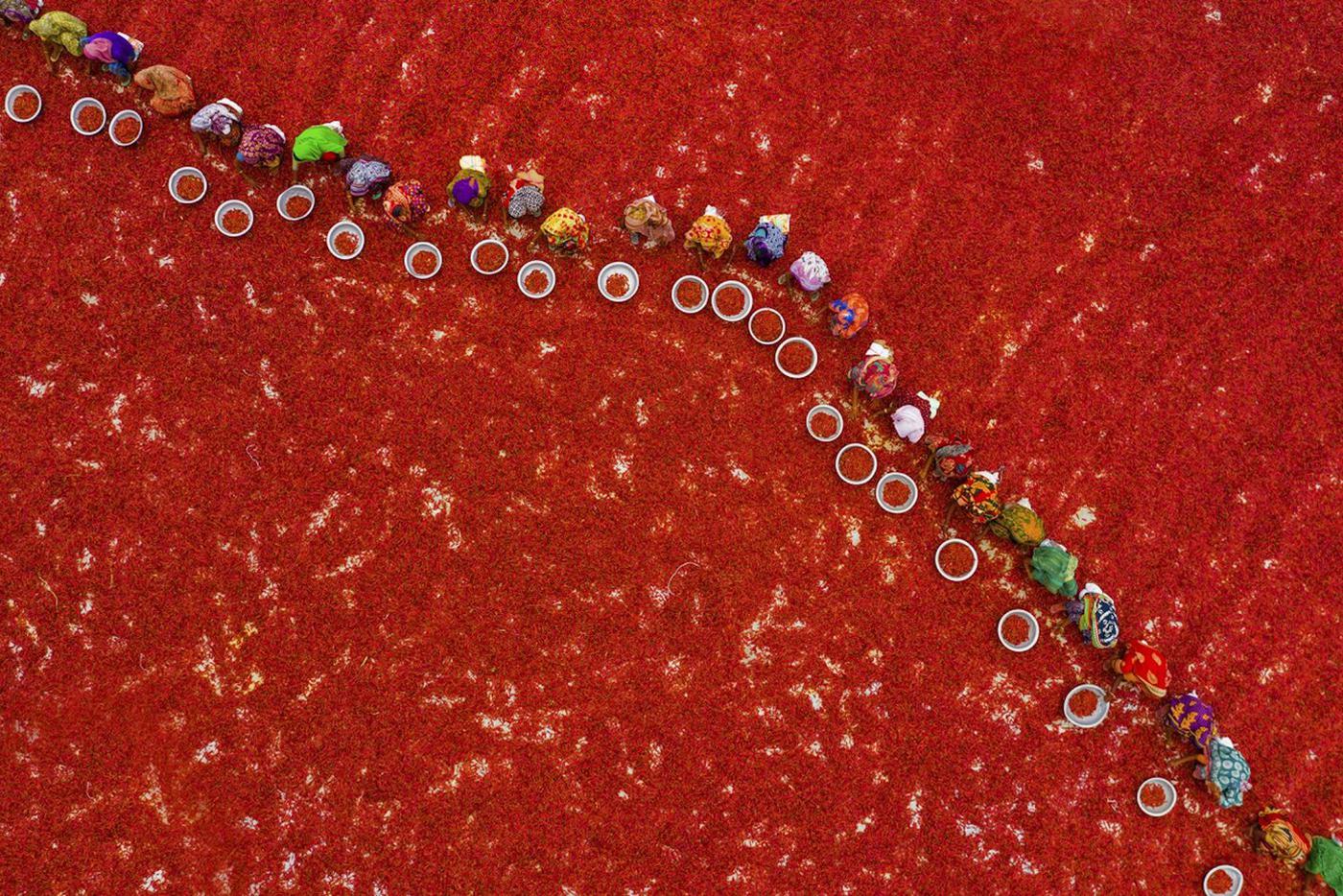 "Сбор урожая красного чили". Более 2 000 женщин работают почти на 100 фермах по выращиванию чили в бангладешском Богуре, чтобы обеспечить местные компании по производству специй высококачественным чили.