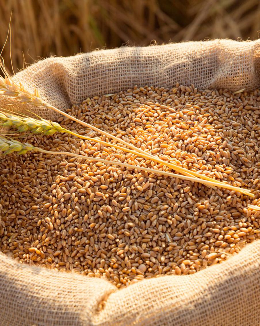 Россия берёт лидерство на мировом зерновом рынке: нашей будет каждая пятая экспортная поставка пшеницы с 1 июля