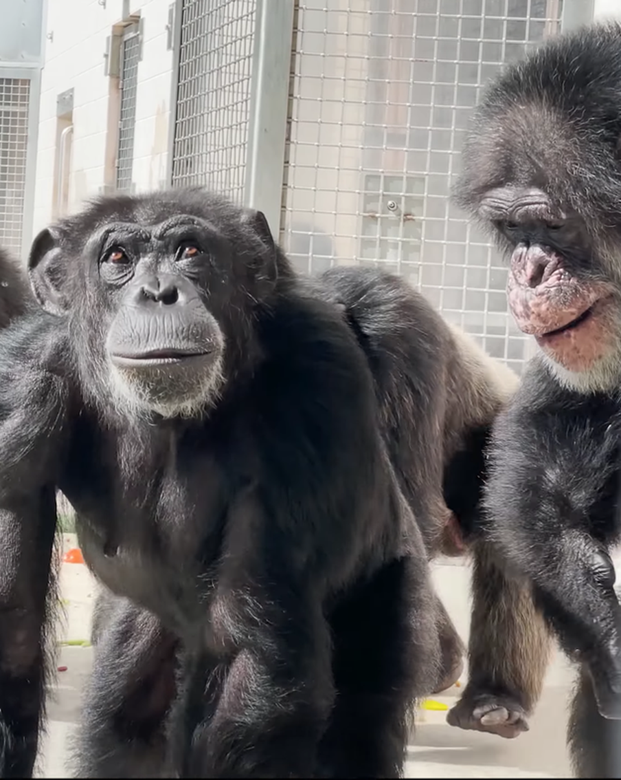 Шимпанзе Ванилла пережила много испытаний. Зато теперь она увидела небо и нашла друзей