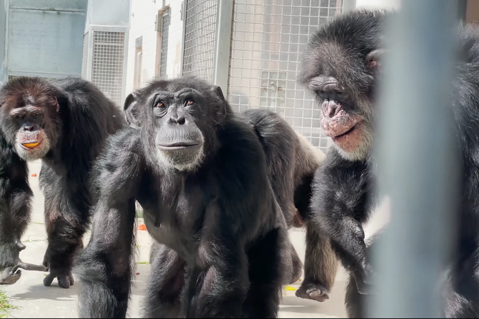 Шимпанзе Ванилла пережила много испытаний. Зато теперь она увидела небо и нашла друзей