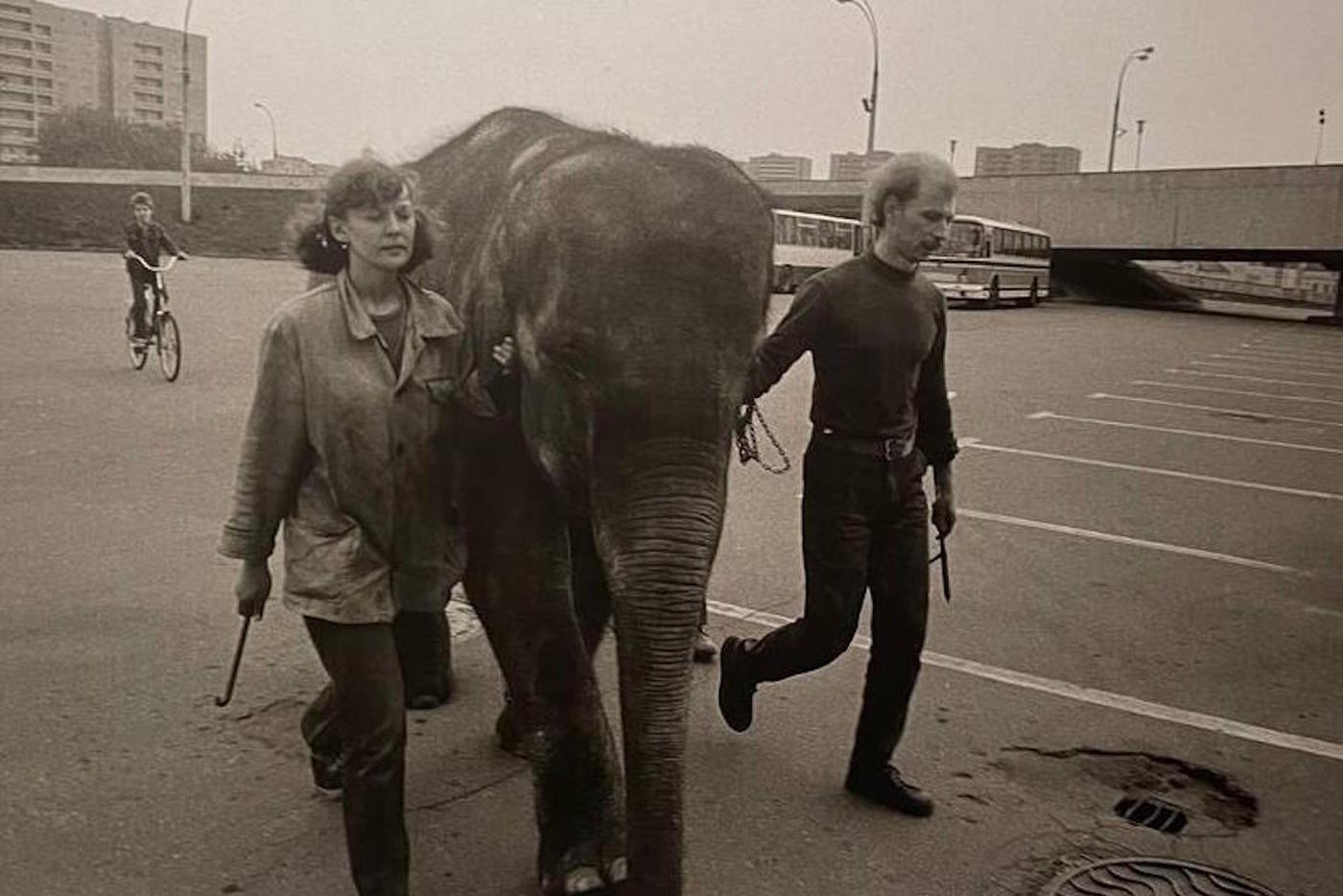 Слониха Даша. Есть у портретиста и несколько сюжетных работ, например, эта – люди с монтировками в руках ведут слониху мимо «Олимпийского» в «Уголок Дурова».