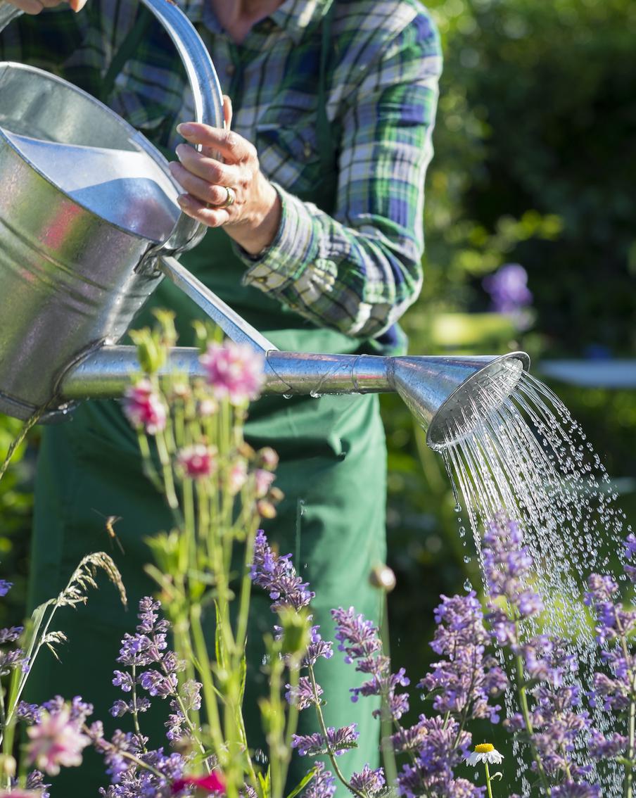 Чем стоит заняться в саду и огороде в июле