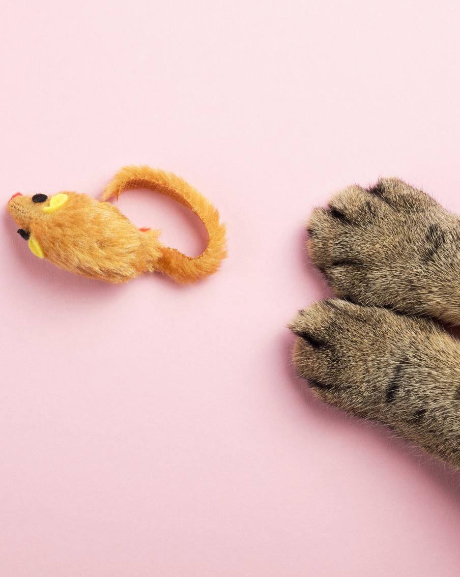 Домашний питомец из Хельсинки стал претендентом на звание самого старого кота в мире