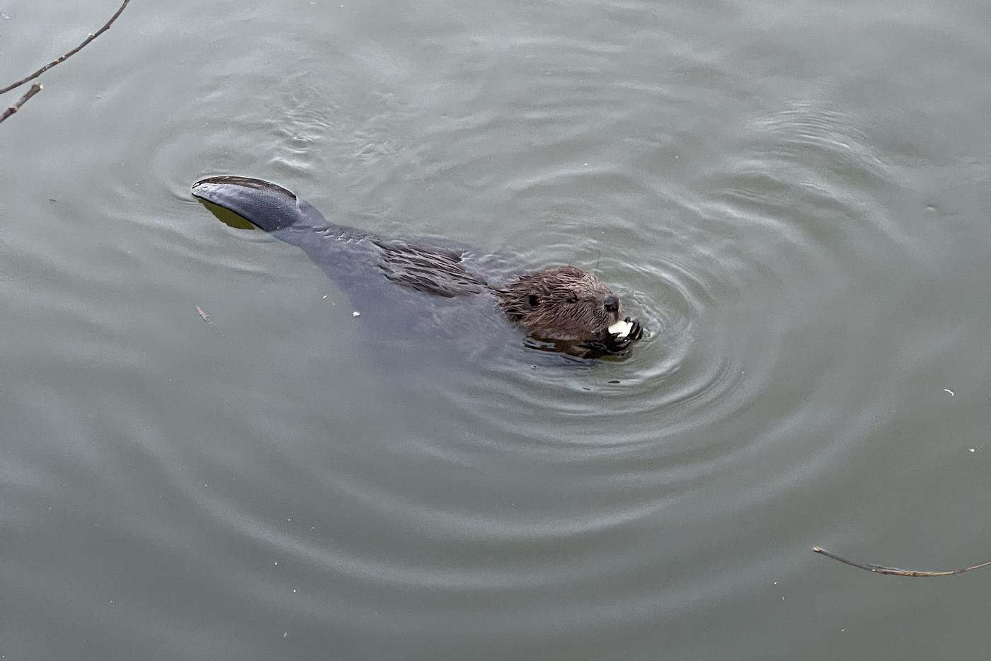 В таянии вечной мерзлоты на Аляске обвинили бобров