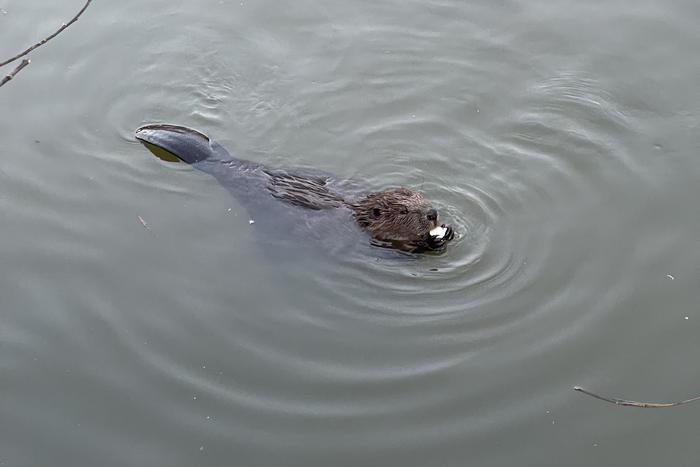 В таянии вечной мерзлоты на Аляске обвинили бобров