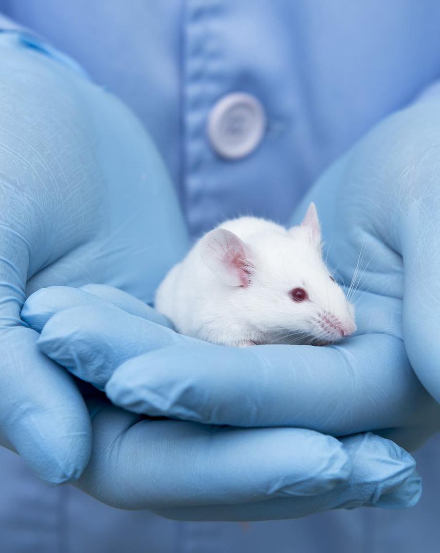 Учёные стали на шаг ближе к разгадке тайны аутизма: учёные связывают его с нарушениями в системе дофаминового вознаграждения