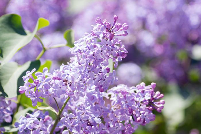 5 дачных растений, которым не нужен уход