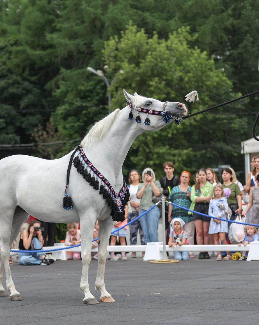 Лошадь – это роскошь, а не средство передвижения. В "Сокольниках" показали арабскую кобылу дороже люксового "мерседеса"