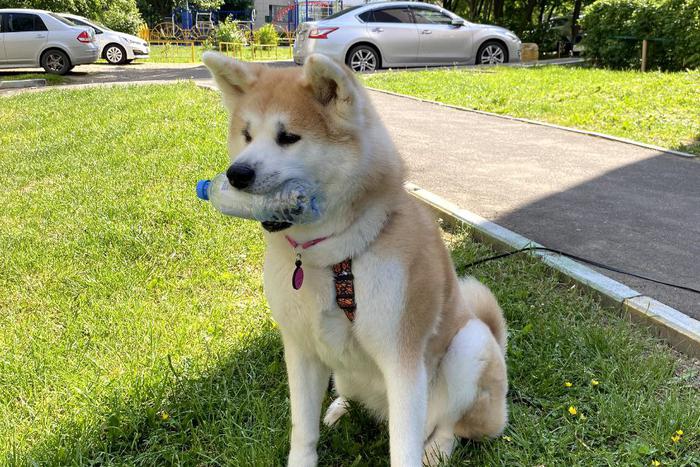 В Подмосковье живёт акита-ину, которая спасает район от мусора: собирает пластиковые бутылки и выбрасывает их в урну