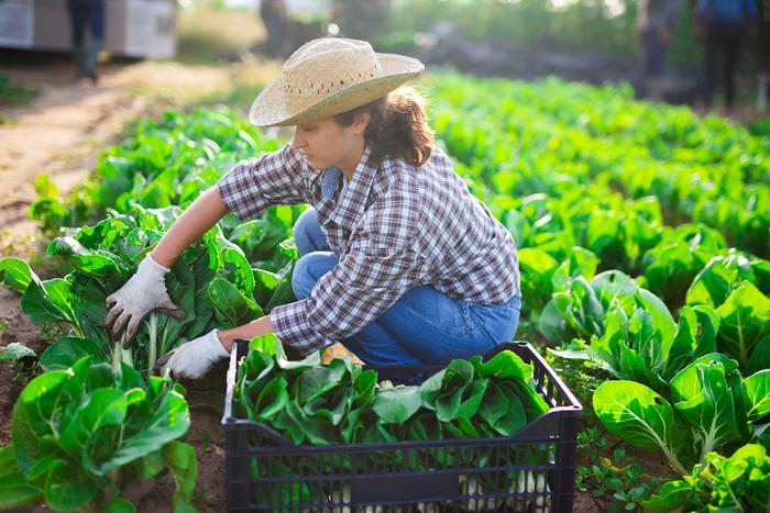 Капуста, рукола, редис: что посадить в огороде в июле