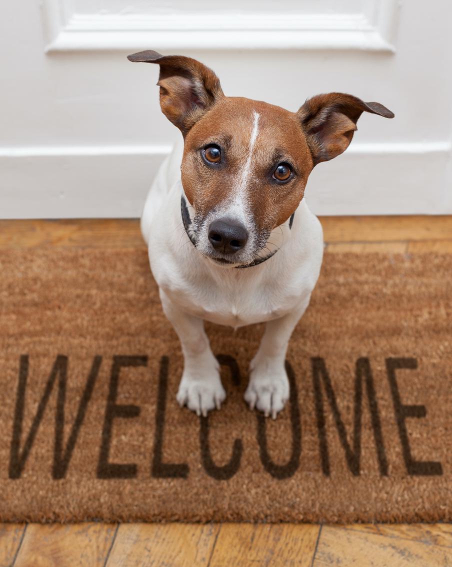 Как помочь адаптироваться собаке из приюта