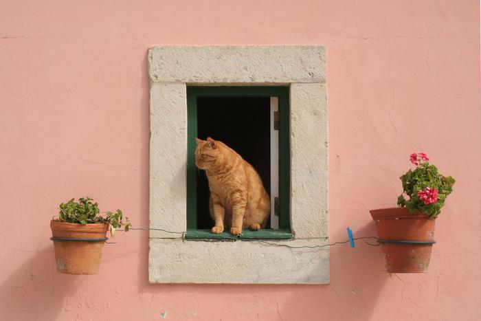 Как защитить кошку от падения из окна или с балкона