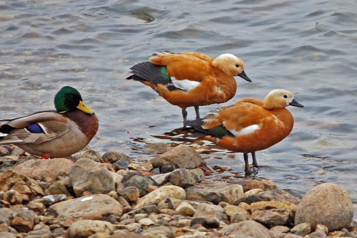 Рыжие огари вытесняют с московских водоёмов коротколапых крякв-аборигенов