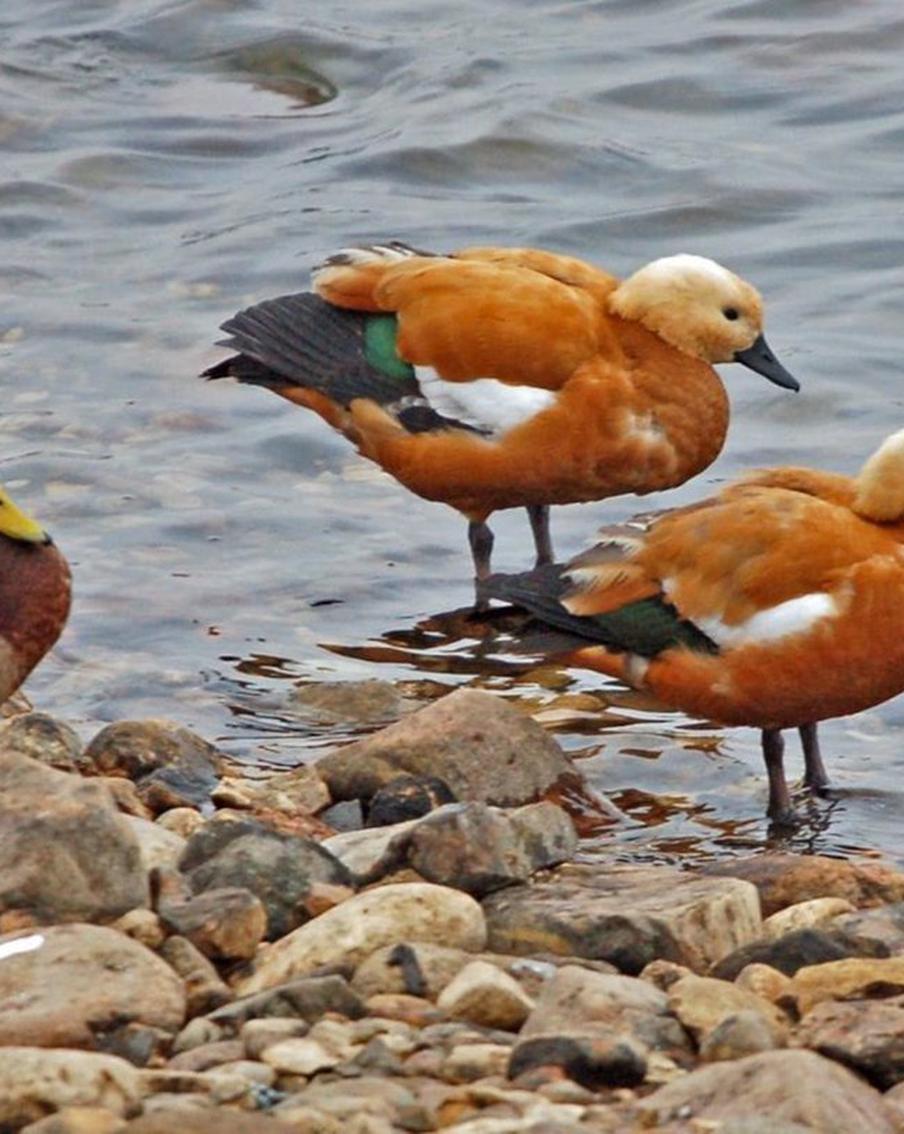 Рыжие огари вытесняют с московских водоёмов коротколапых крякв-аборигенов