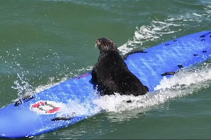 Выдра в Калифорнии стала отбирать доски у сёрфингистов