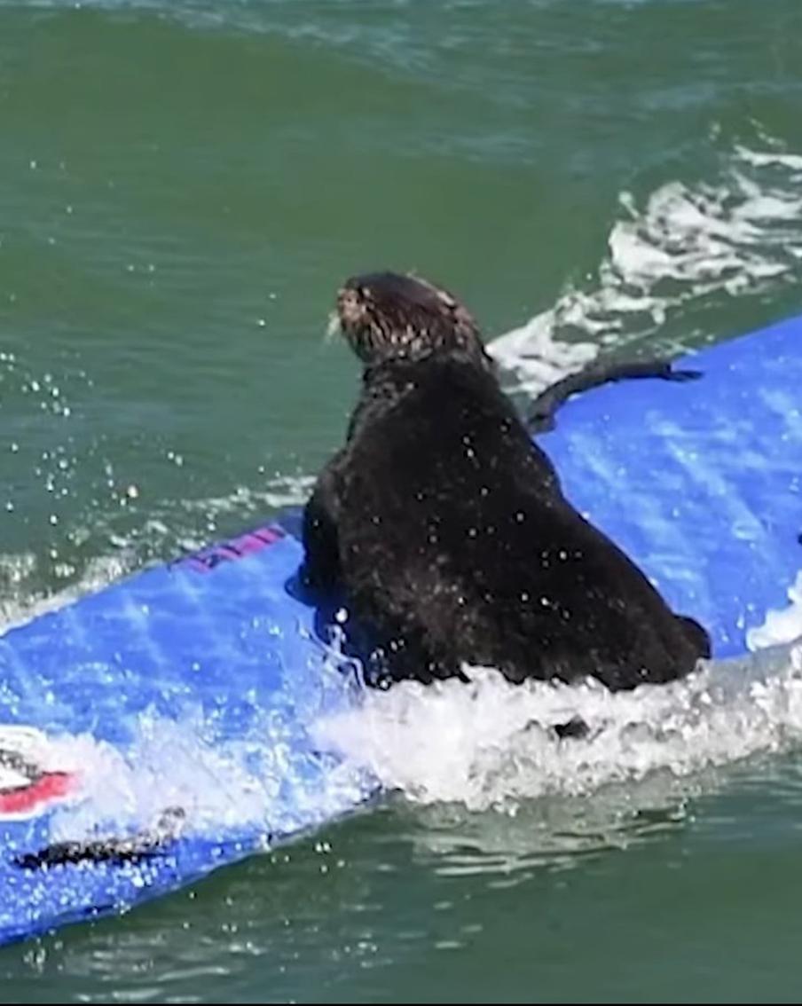 Выдра в Калифорнии стала отбирать доски у сёрфингистов
