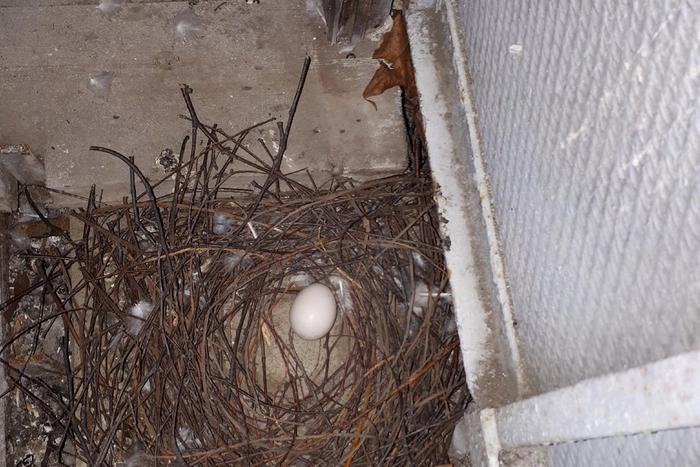 Счастье или напасть: голуби захватывают балконы москвичей