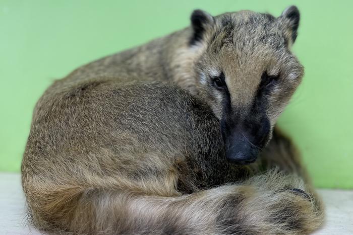 В Московский зоопарк доставили спасенную от контрабандистов носуху