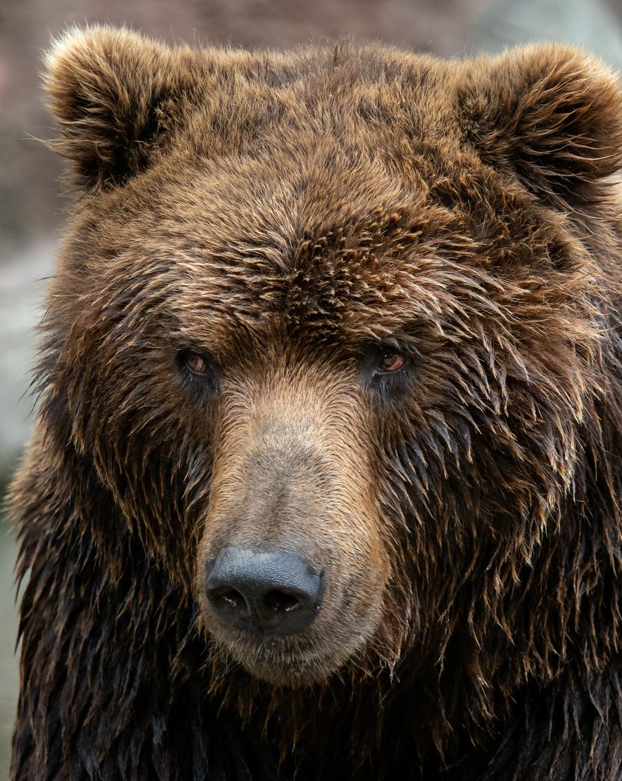 В Магадане медведь загрыз девушку