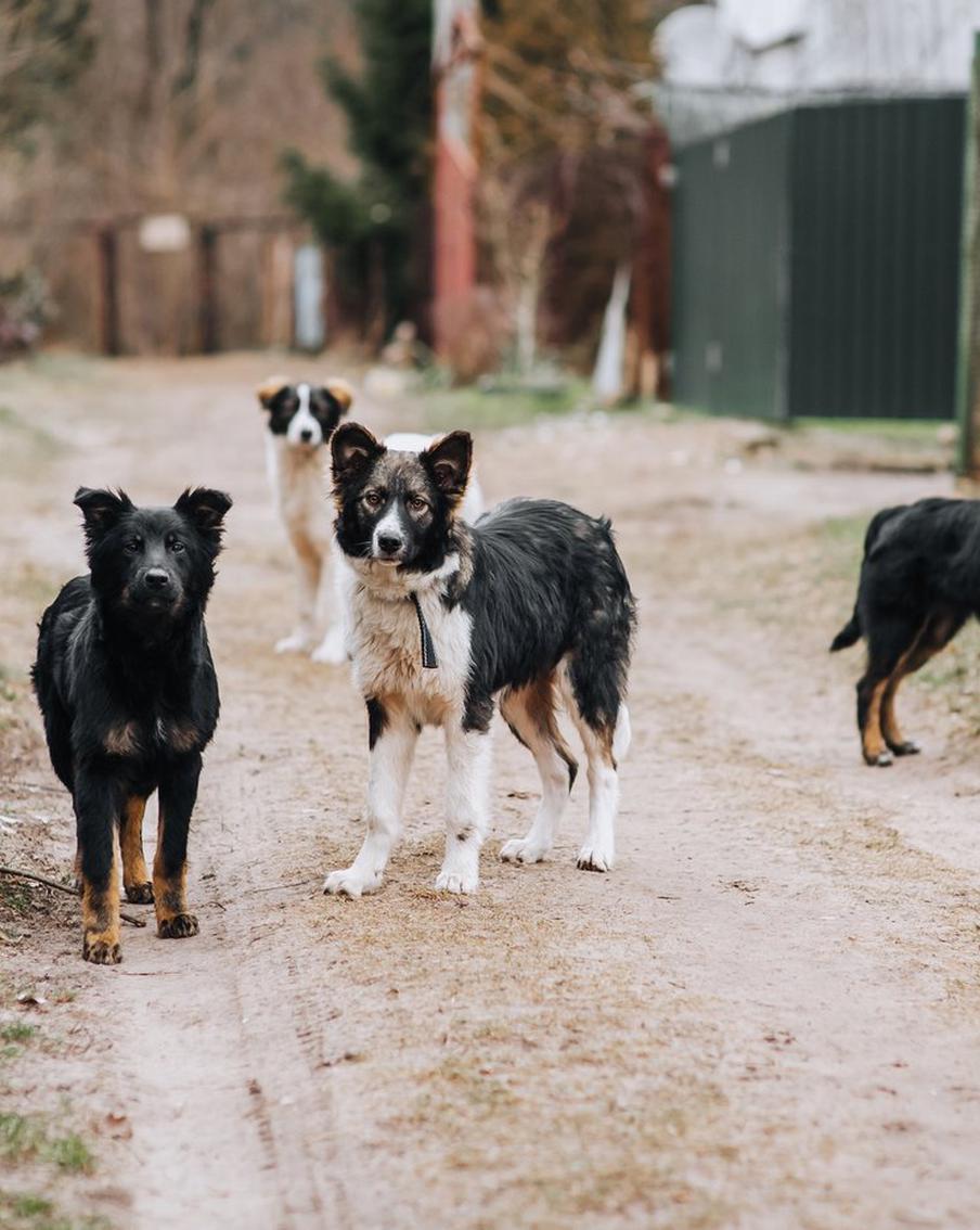 Эвтаназии для бездомных собак не будет? Регионы не получили право умерщвлять безнадзорных животных